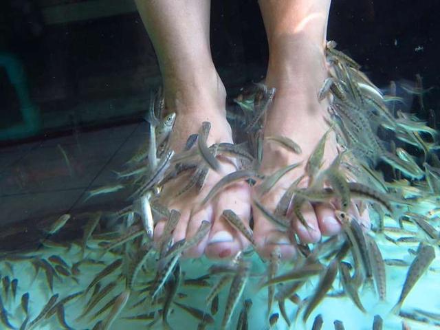 专家: 鱼疗足浴太危险该禁!