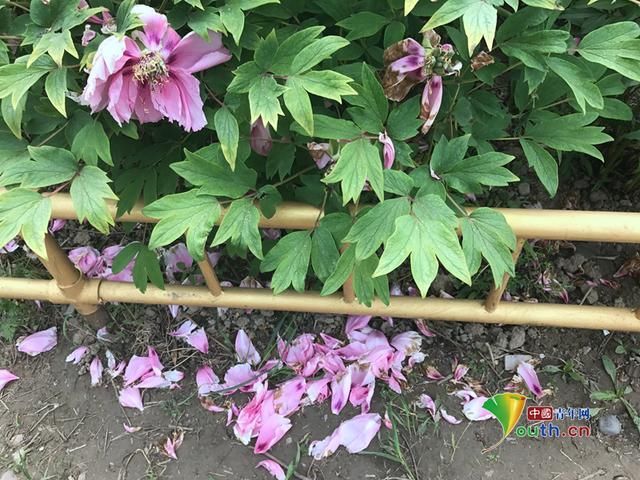 圆明园牡丹花遭游客不文明行为 牡丹花瓣散落一地
