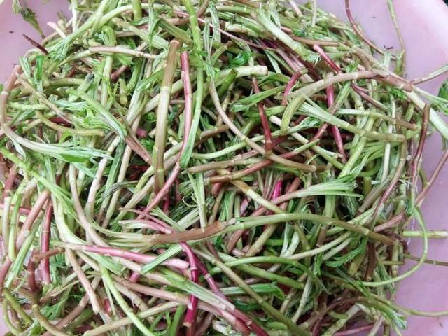 芦蒿营养丰富,富含大量的粗蛋白质,粗脂肪,维生素以及其他矿物质,具有