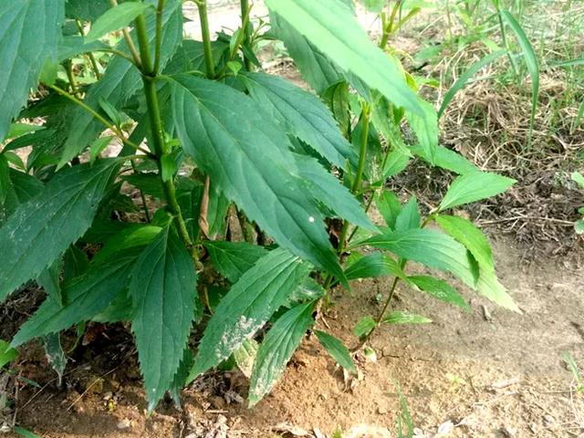 这是一种当地特有的草,人们都叫它"伤力草",也有叫"生力草""上力草"的