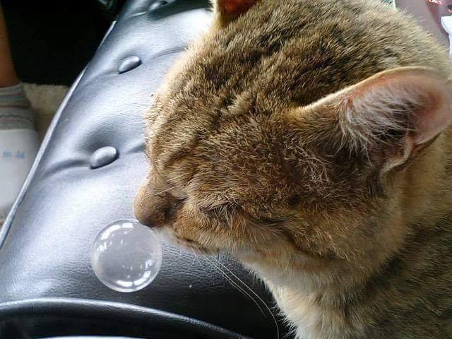 很奇怪,猫咪为什么有鼻涕泡泡都这么可爱()