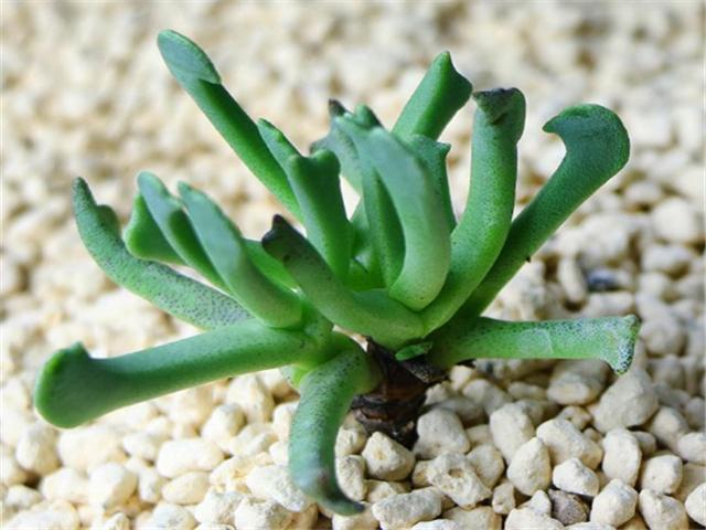 快刀乱麻(快刀乱麻多肉植物图片)