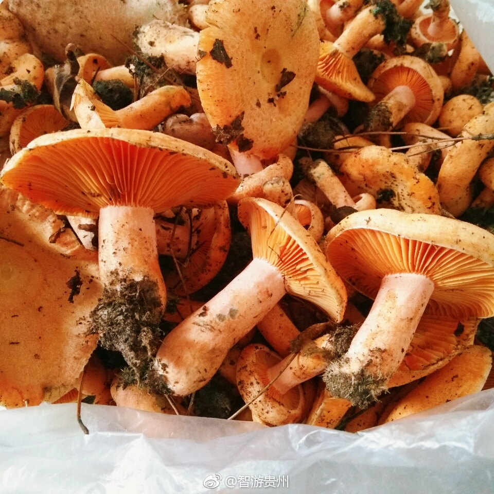 贵州特色美食之一野生菌