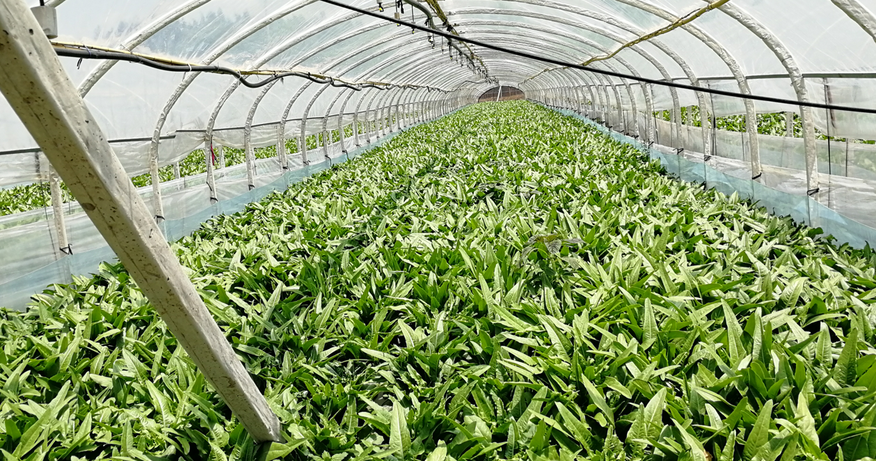 鸟瞰城市白茫茫:同是一亩地,大棚收入是小麦的250倍!