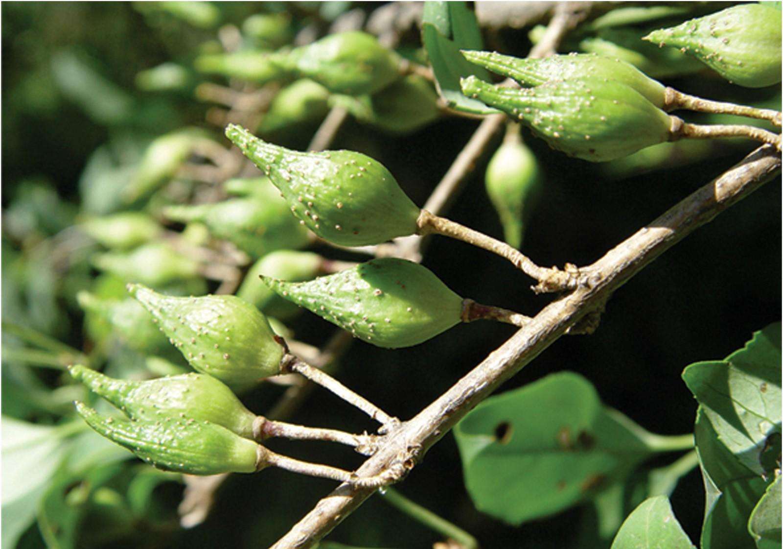 农村路边常见树,开花好看又清香,还是美容护肤的良方|连翘|美容护肤