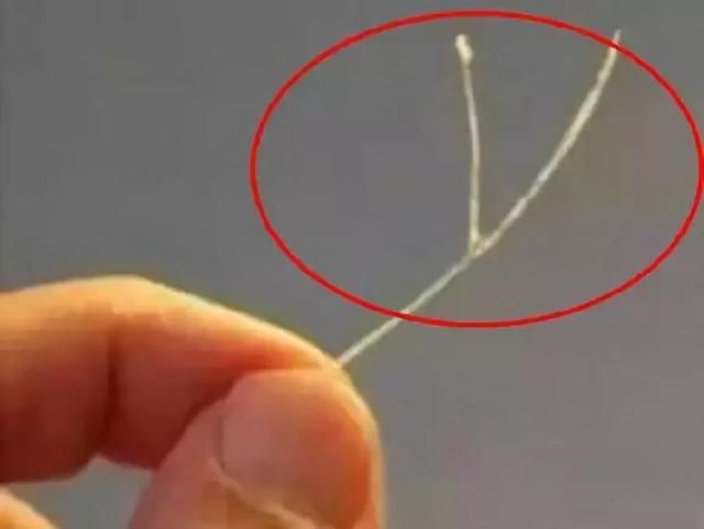 鱼刺这样吃,营养又美味!以后再也不用担心宝宝被鱼刺卡到了!|鱼刺|宝宝|鱼肉_新浪新闻