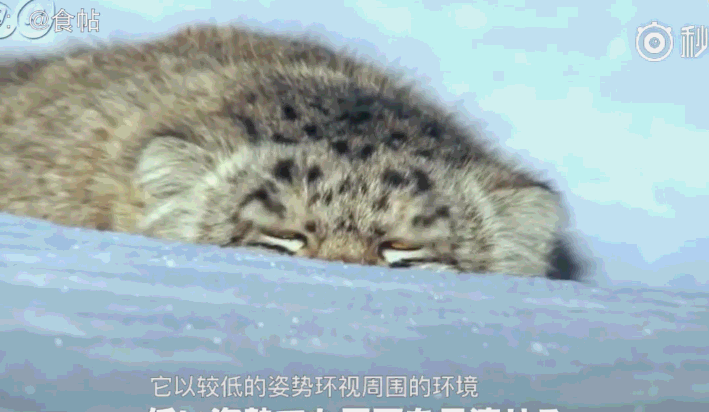 一种有钱也撸不到的猫:兔狲,不是兔子是表情帝!丑萌丑萌的!