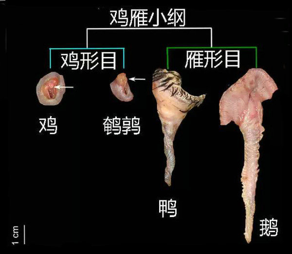 企鹅是怎样顺应凛冽的环境的