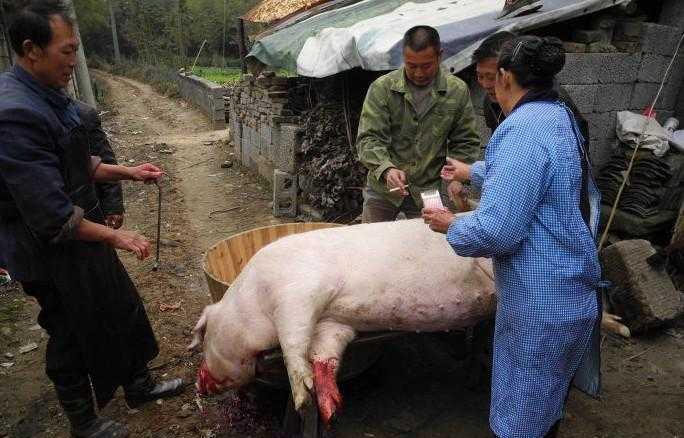 农村父母过完中秋就杀"催年猪", 为独子挖空心思很心酸