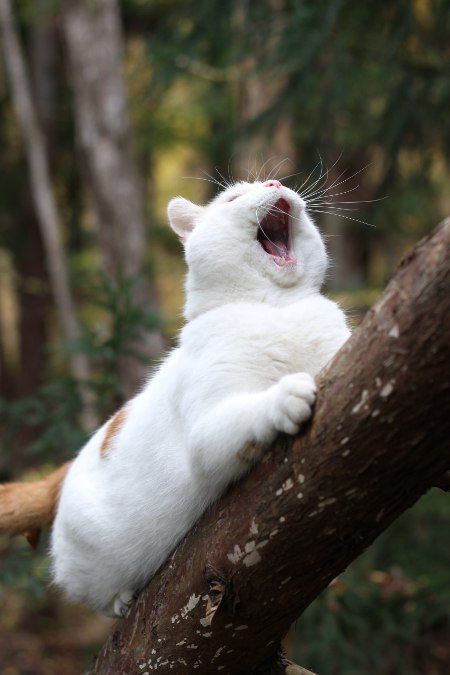 喵主子打哈欠也太可爱啦,看的我都困了