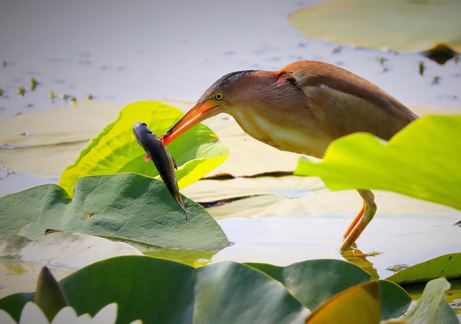 难得一见捕鱼达人水上漂荷花丛如履平地亮绝技