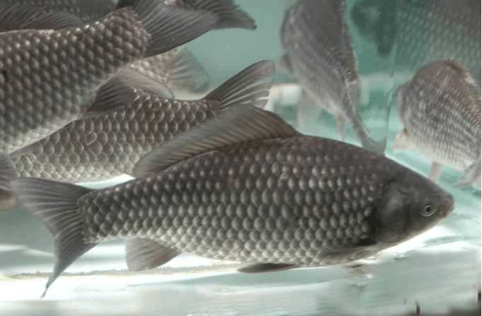 在中国不同的地方,人们对鲫鱼有不同的叫法,例如鲫瓜子,巢鱼,喜头鱼等