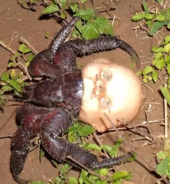 一组让人头皮发麻的图片图三提神佳品最后一个默名的疼痛