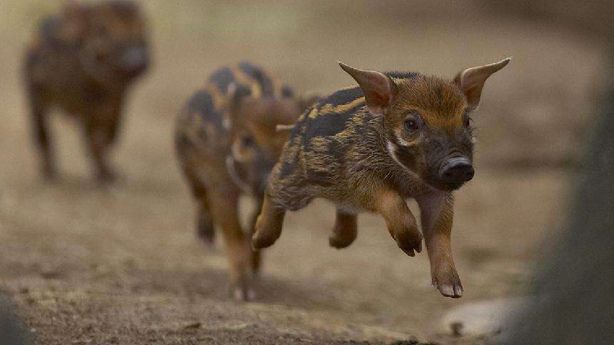 世上最美的猪泛滥成灾,让非洲人民非常头疼,中国:清蒸,红烧?