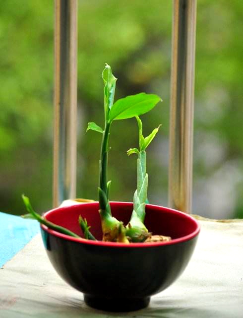 把发了芽的地瓜,生姜丢水里,长出的绿叶比500块钱的盆景都好看
