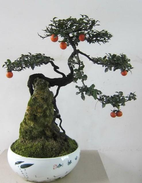 树包石盆景介绍,树石相融,造型别致!