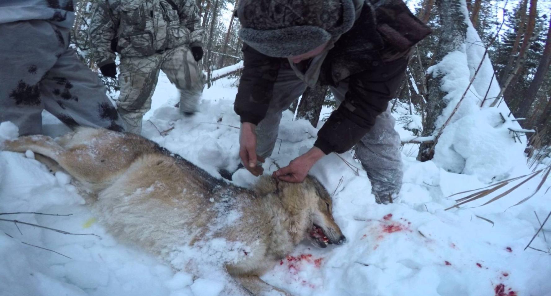 这里野狼泛滥成灾, 政府使出2个绝招, 一匹死狼换2000块