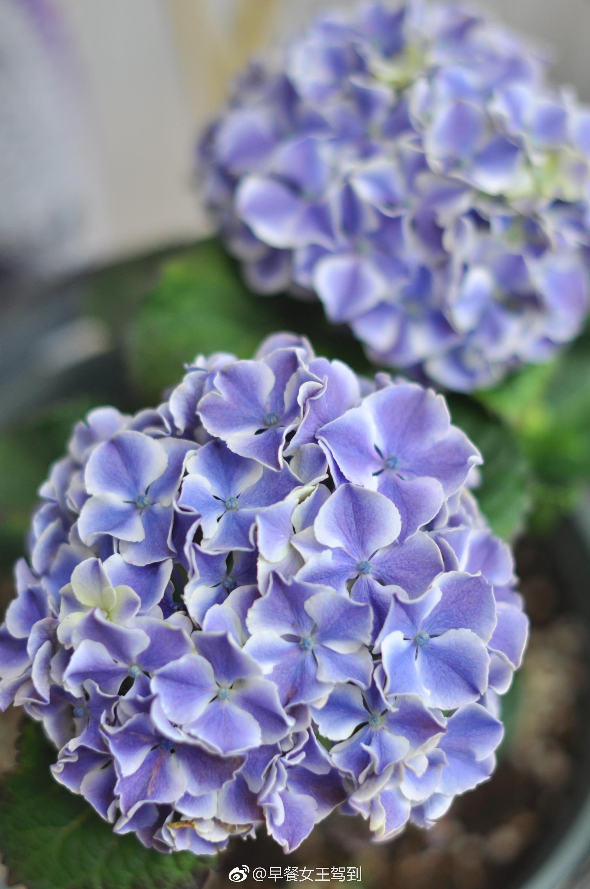 今年的绣球调色成功了07梦幻蓝紫色的旋律佳澄无尽夏大爱这小
