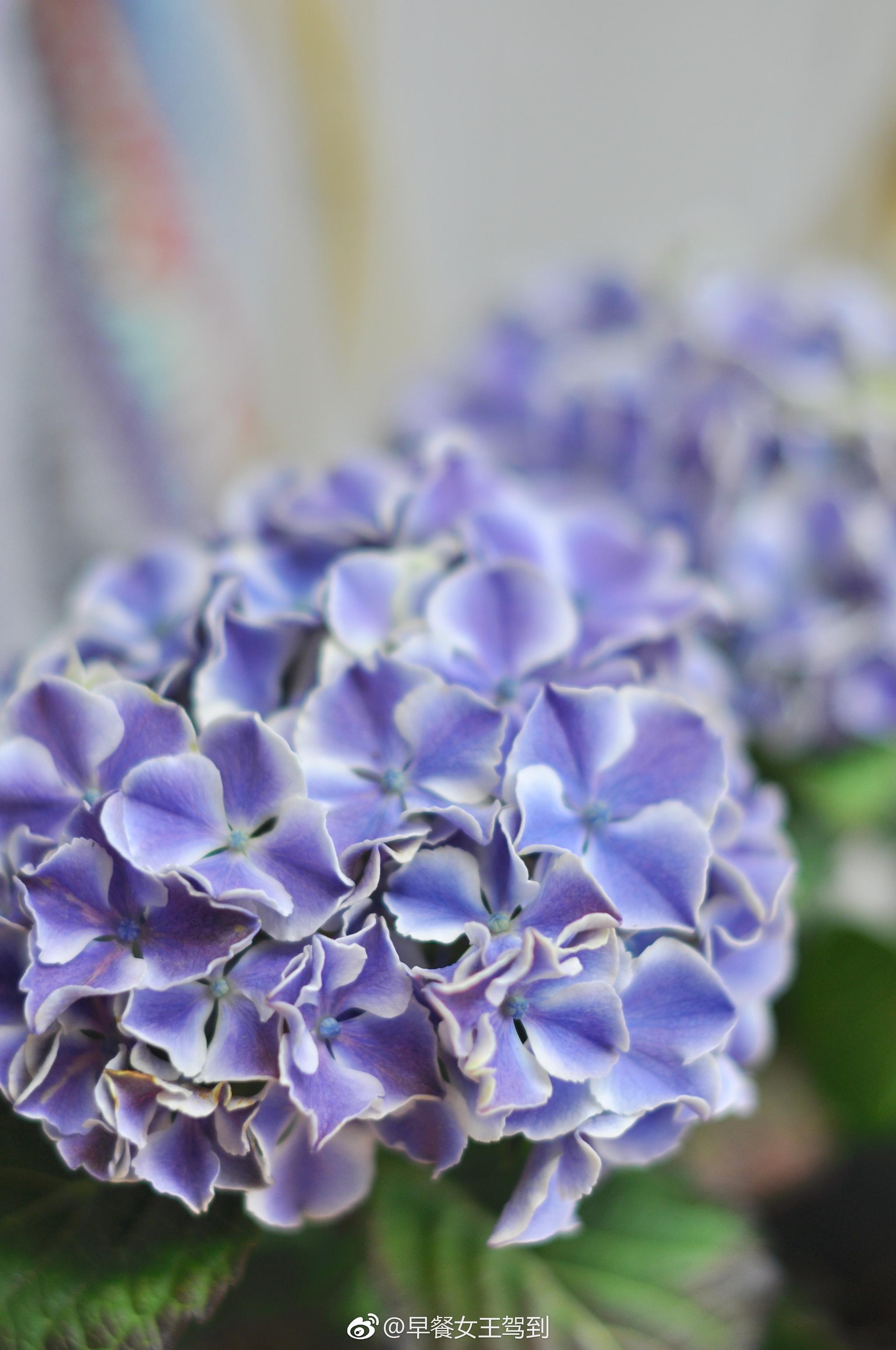 今年的绣球调色成功了07梦幻蓝紫色的旋律佳澄无尽夏大爱这小