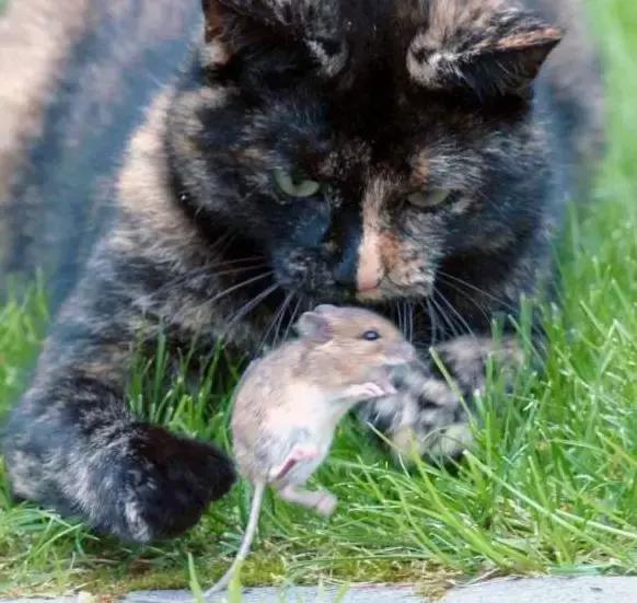 老鼠被捉到吓得要死,橘猫却表示:我减肥吃素,咱们交个朋友吧