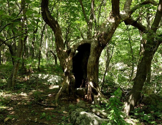 传说中的树洞 好想躲里面想想未来