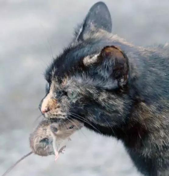老鼠被捉到吓得要死,橘猫却表示:我减肥吃素,咱们交个朋友吧