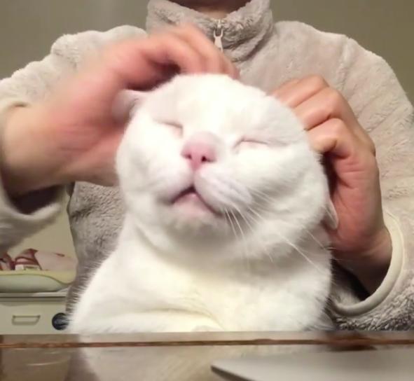 帮主子抓头,他又爽又丑的样子,让网友笑翻重播不停啊!