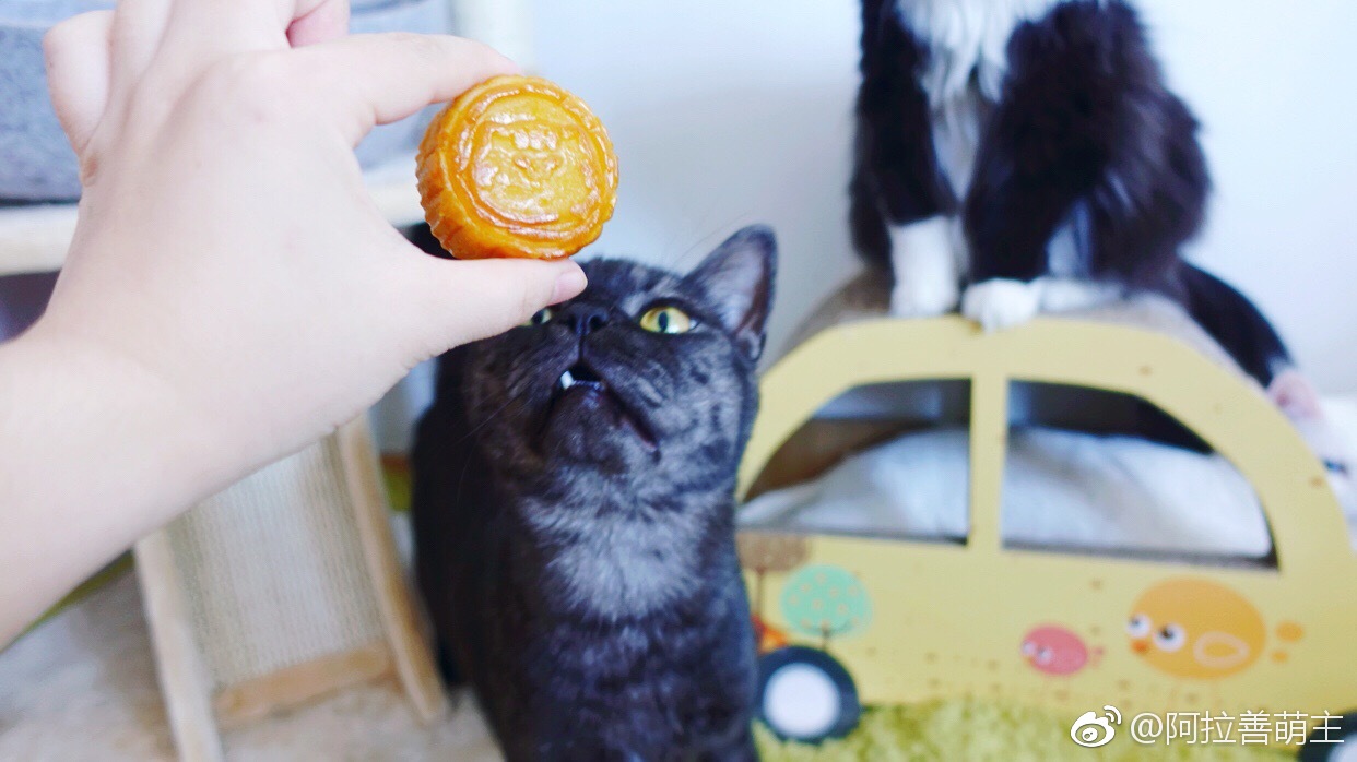 前几天一直忙着没发图,谢谢梨爸@橘猫沙梨sally 寄来的月饼礼盒