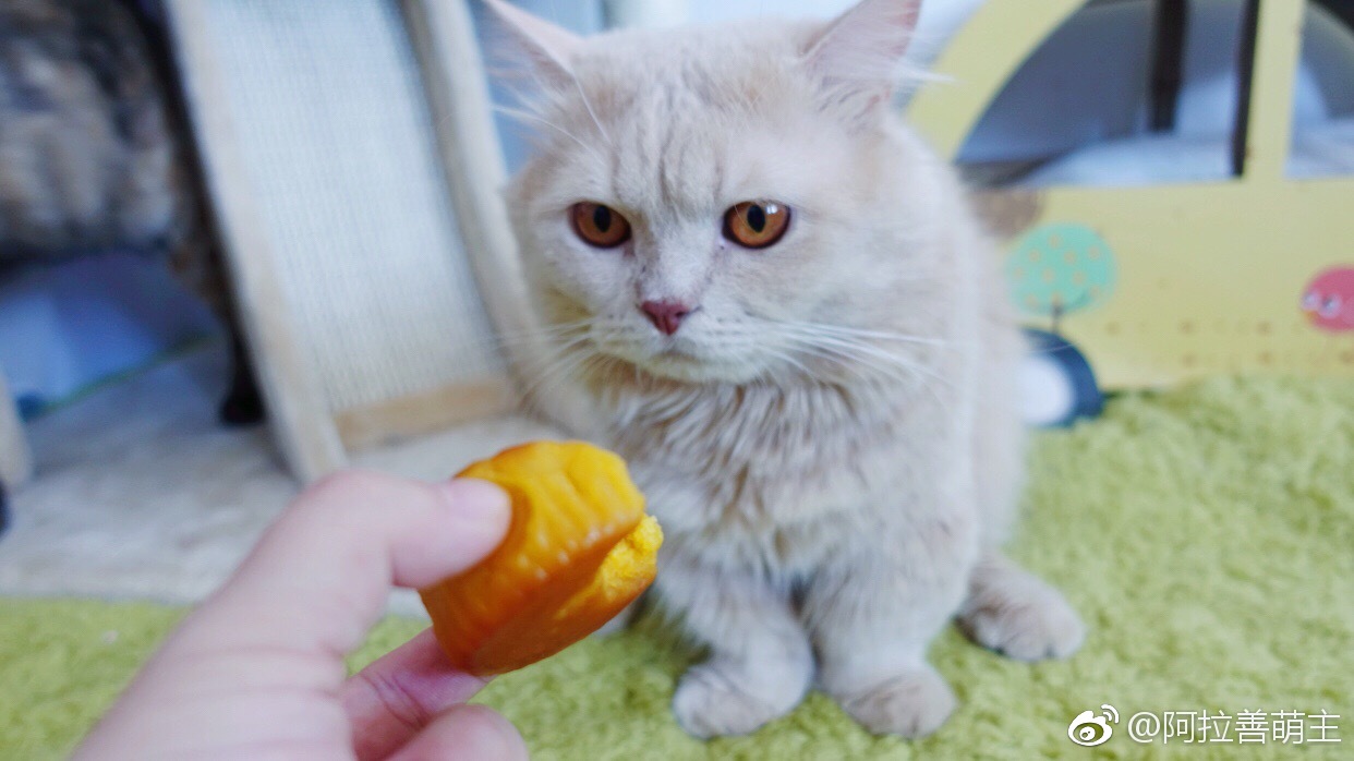 前几天一直忙着没发图,谢谢梨爸@橘猫沙梨sally 寄来的月饼礼盒|沙梨|