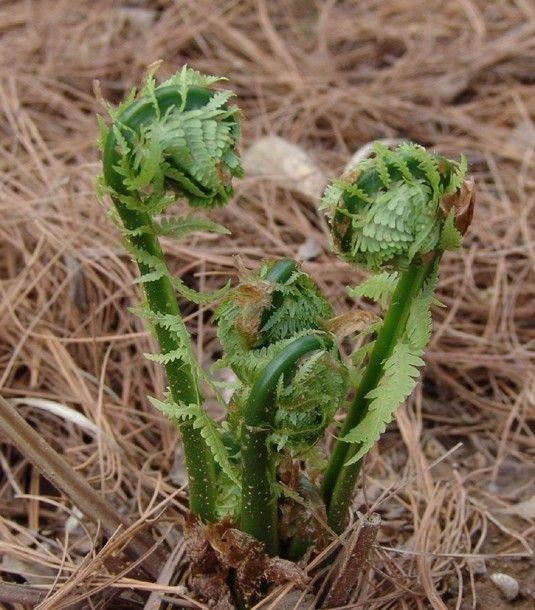 这种野菜叫做广东菜食之有黄瓜清香之感清热解毒效果好