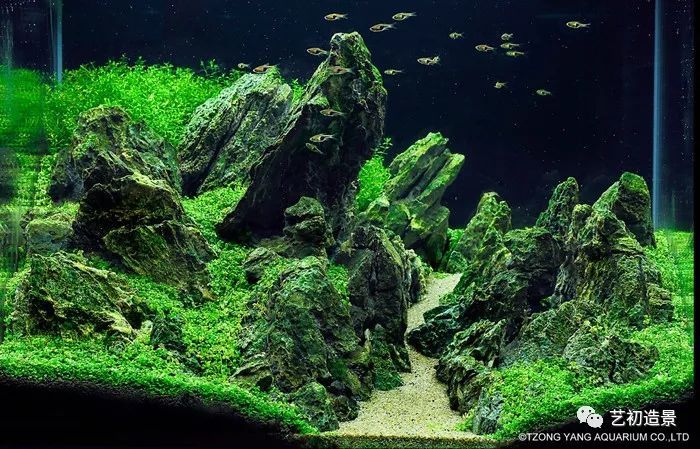 第一届伊士达水草造景大赛前150名作品欣赏