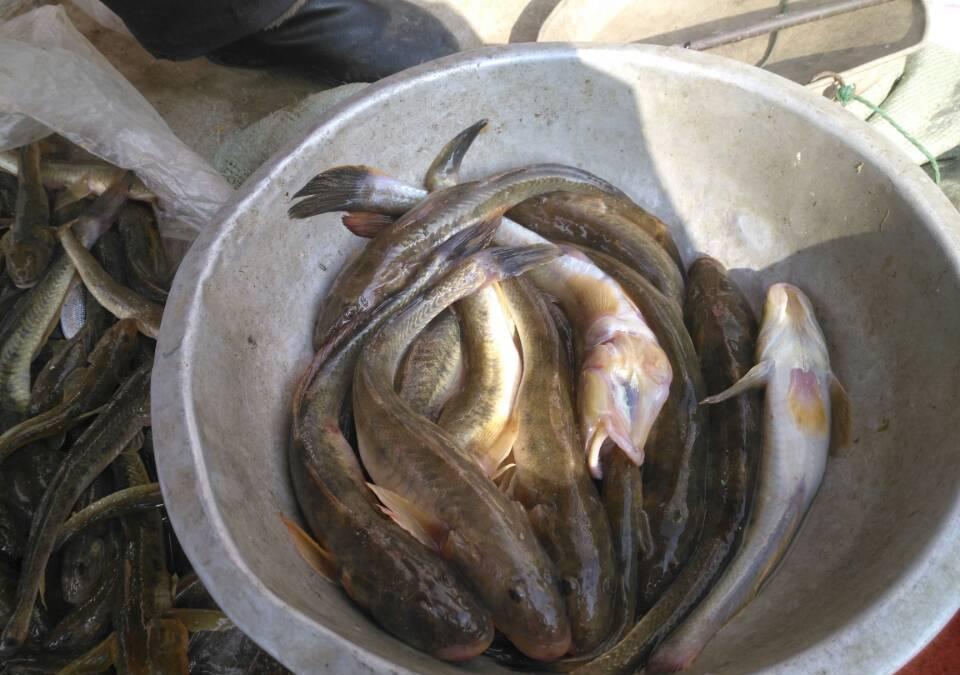 沙光鱼,旺活的,九元一斤.墨鱼,十元一斤.新鲜的踏板鱼,六元一斤.