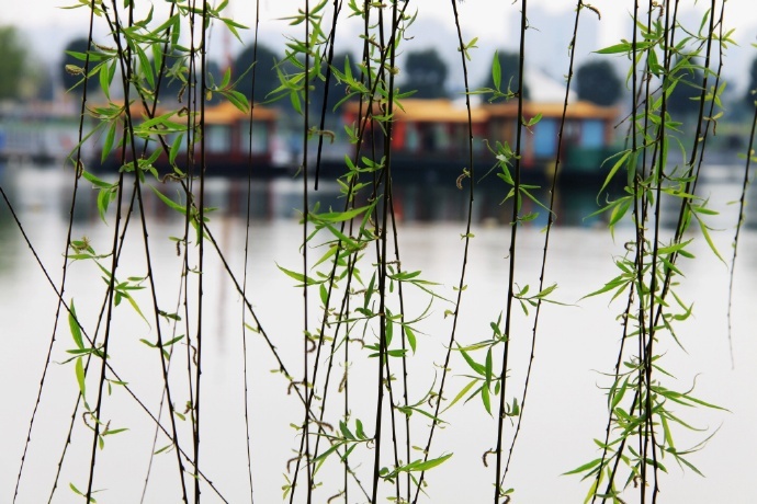 杨柳丝丝一径斜,碧溪循绕野人家.