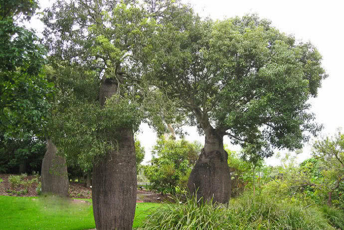 农村一种"佛肚树",树内藏有2吨水,能供三口之家用小半年