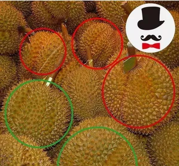 泰国,马来西亚,越南榴莲究竟哪个更好吃?答案你想不到!