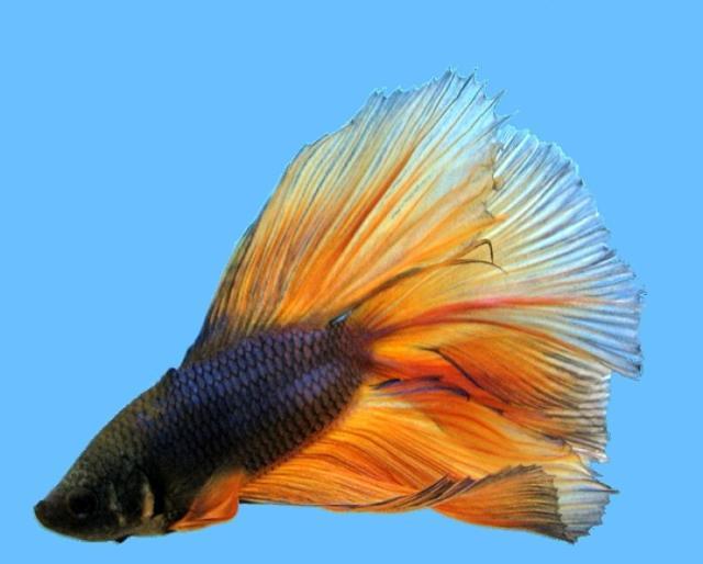 孔雀鱼姿态万千的美丽