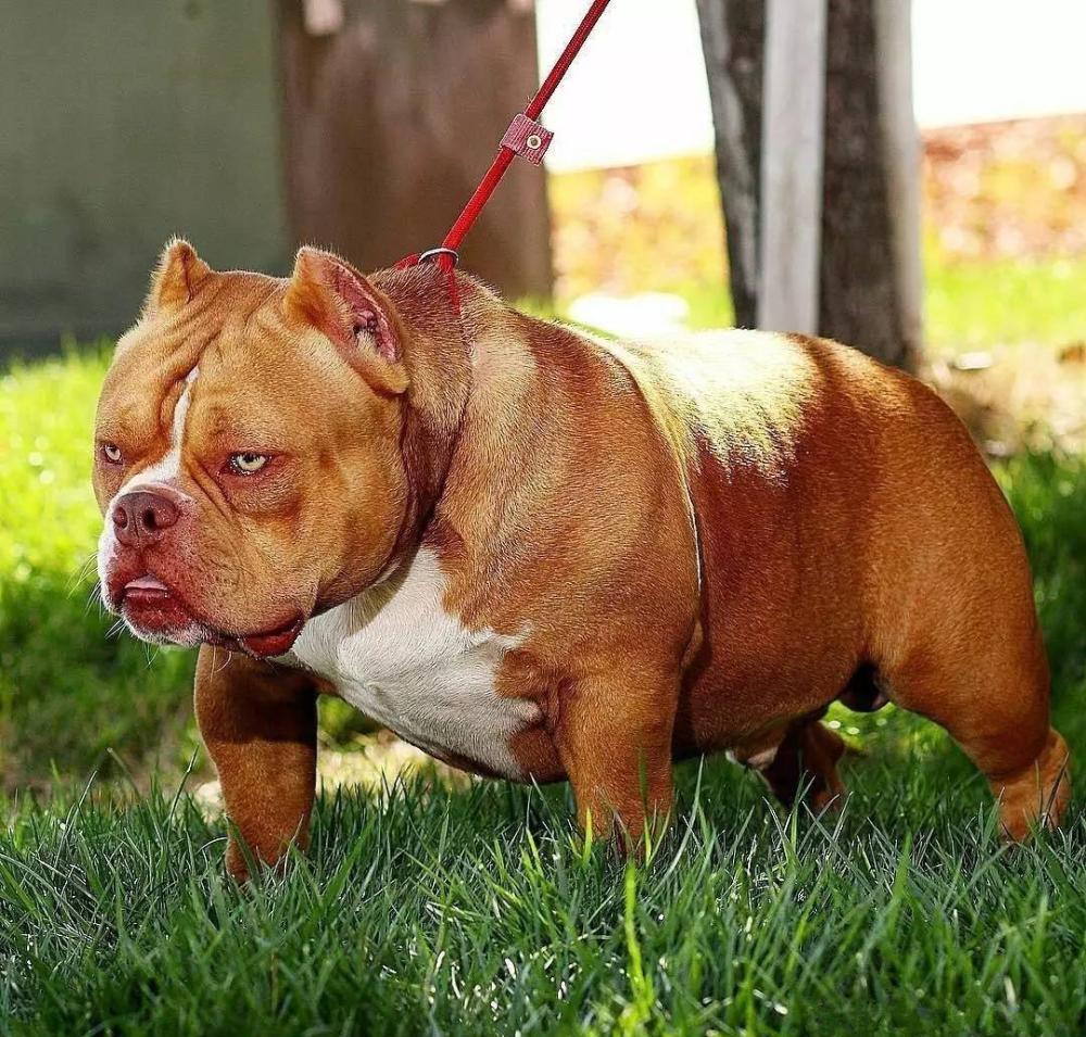 直击全球最凶猛的十大犬类, 看见它们最好绕道而行