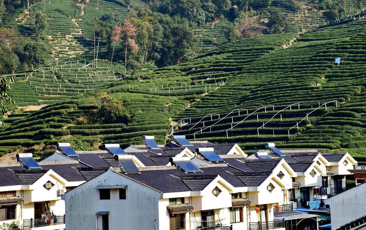 在梅家坞, 喝上一杯龙井绿茶, 享受一日的宁静