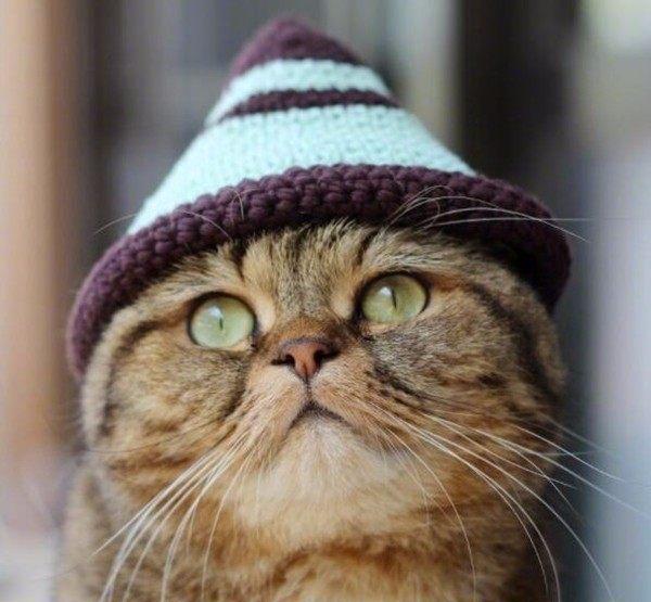 一只特别喜欢戴帽子的网红猫咪|猫咪|帽子|西部牛仔_新浪新闻