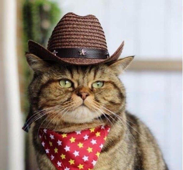 一只特别喜欢戴帽子的网红猫咪