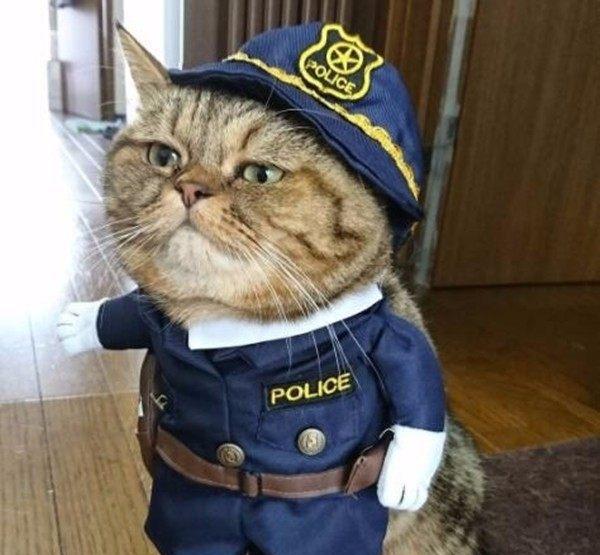 一只特别喜欢戴帽子的网红猫咪