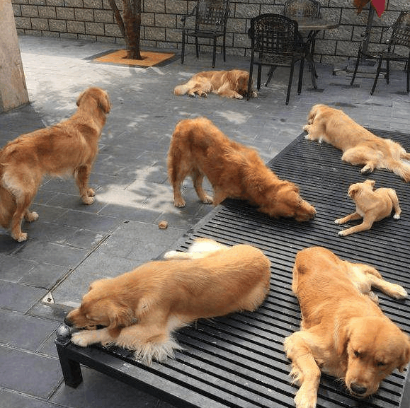 没有支付就没有劳绩,你对狗狗支付了好意,狗狗也必定没有会辜负你.