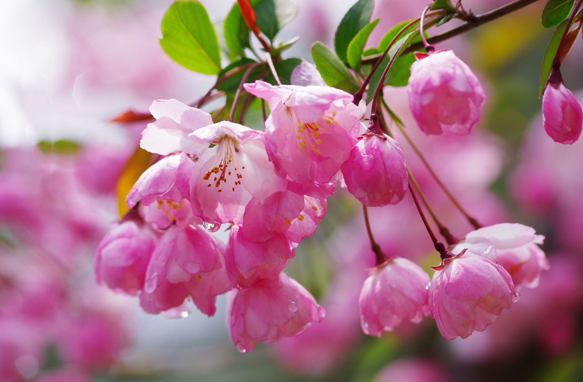 海棠著雨透胭脂