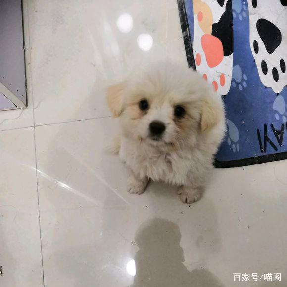 比熊犬|比熊|宠物狗_新浪新闻