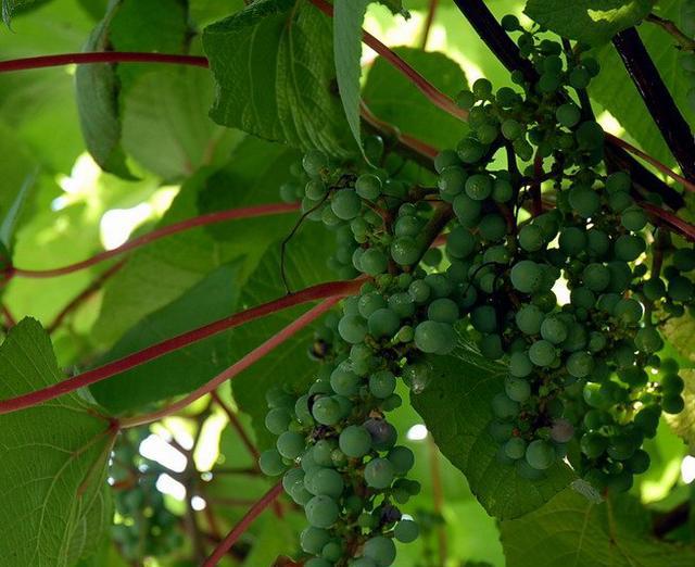 在玉林,这是80后才懂的野果,有多少人还记得这些小时候的味道|别名