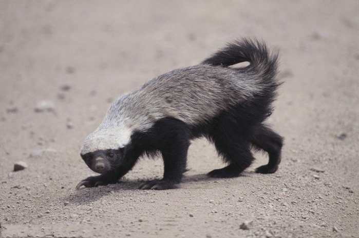 世界上最"好战"的动物,瞬间把眼镜蛇撕成两半,狮子见它也躲|蜜獾|眼镜