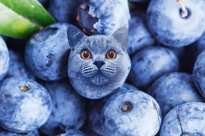 这才是真正的p图大神,看完这些图片瞬间被萌到一脸血!