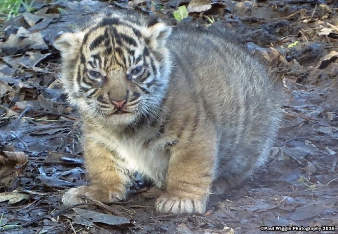 圆嘟嘟的小老虎萌死了