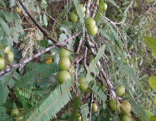 树青青的果子, 到底是什么呢, 又能不能吃|登山者|油甘|甘草_新浪新闻