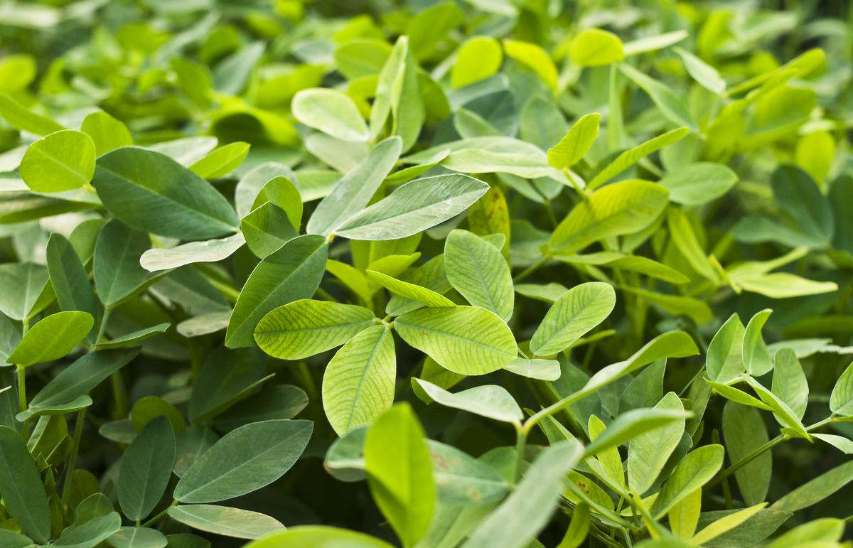 它常被拿去喂猪,却不知是一种"天然助眠药",泡茶喝能治失眠|花生叶